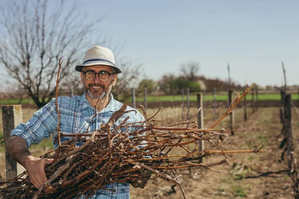Mature worker holding branches in vineyard