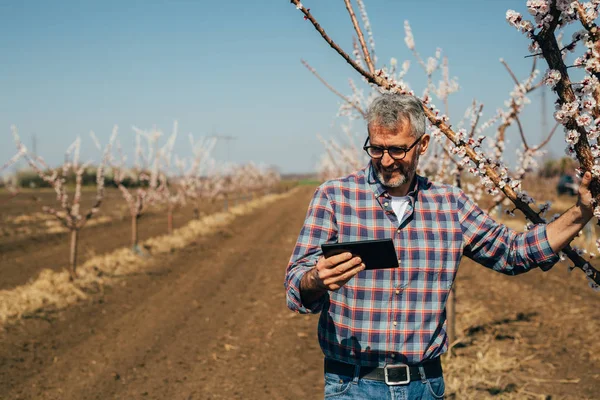 Worker man using tablet in blooming orchard