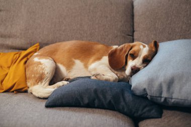 Köpek kanepede uzanıyordu.