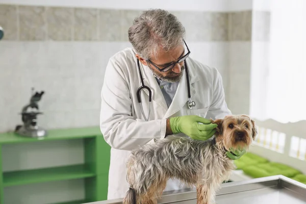 Veteriner kliniğindeki şirin köpek.