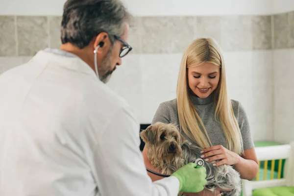 Mulher Consultoria Com Veterinário Sobre Animal Estimação Clínica Veterinária — Fotografia de Stock