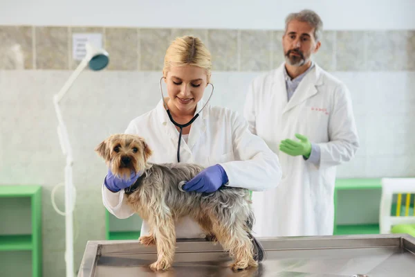 veterinarians examining dog at the clinic