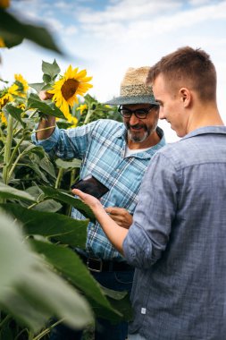 Agronomists using tablet and examining sunflowers in field  clipart