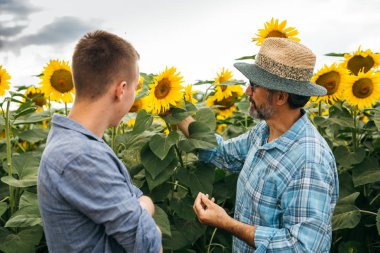 Mature man educating young colleague in sunflowers field clipart