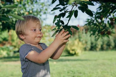 Ağaçtan elma toplayan şirin bir çocuk.