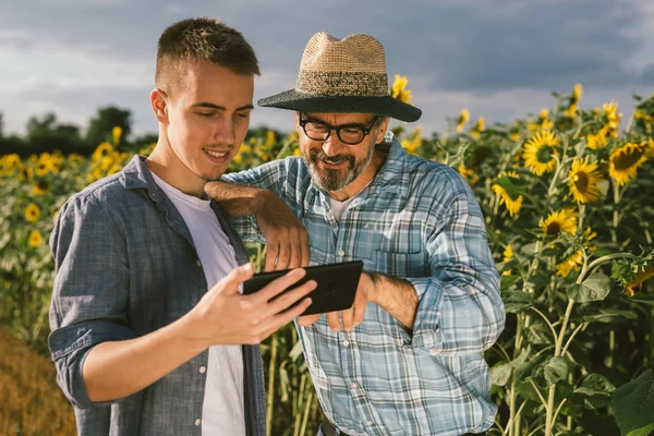 Tarlada Tarımcılar Tablet Kullanıyor Ayçiçeklerini Inceliyor — Stok fotoğraf
