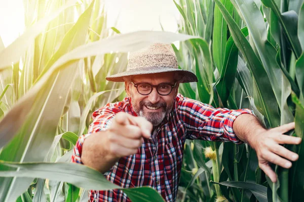 Starší Muž Ukazující Prstem Fotoaparátu Kukuřici — Stock fotografie