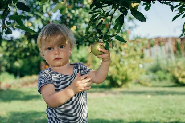 Cute Little Boy Picking Apple Tree — Stock Photo, Image