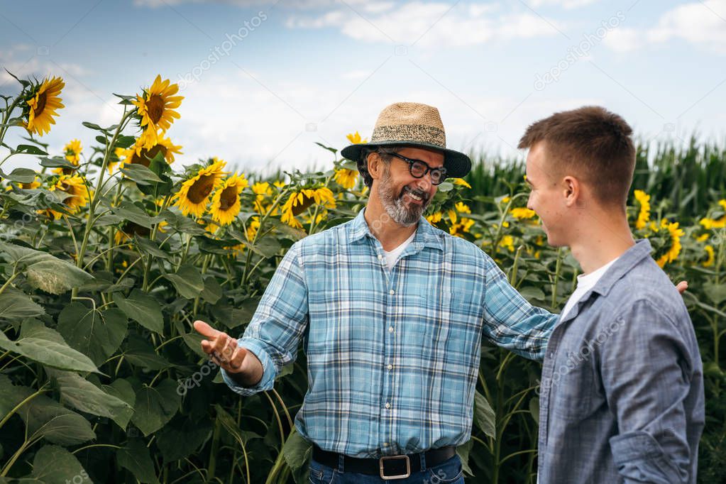 Mature man educating young colleague in sunflowers field