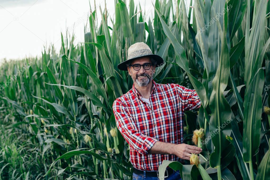 Mature man examining corn in corn filed