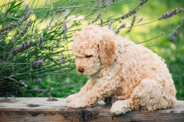 Beige purebred puppy playing outdoor in backyard clipart