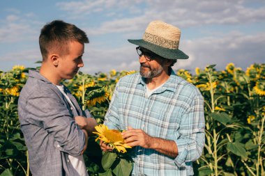 Agronomists examining sunflowers outdoor clipart