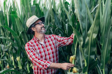 senior man examining corn in corncob in corn filed