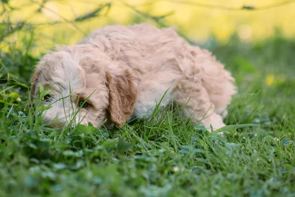 Beige Purebred Puppy Playing Outdoor Backyard — Stock Photo, Image