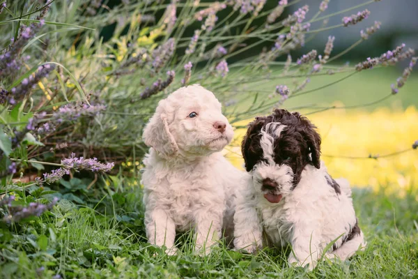 Adorable Purebred Puppies Green Grass — Stock Photo, Image