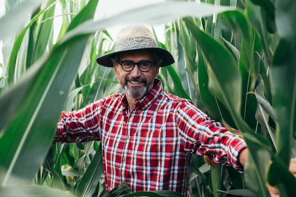 Senior man examining corn in corncob in corn filed — Stok fotoğraf