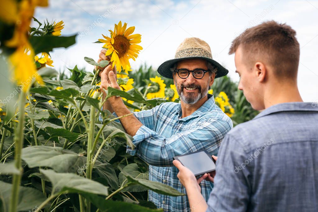 Agronomists examining sunflowers outdoor