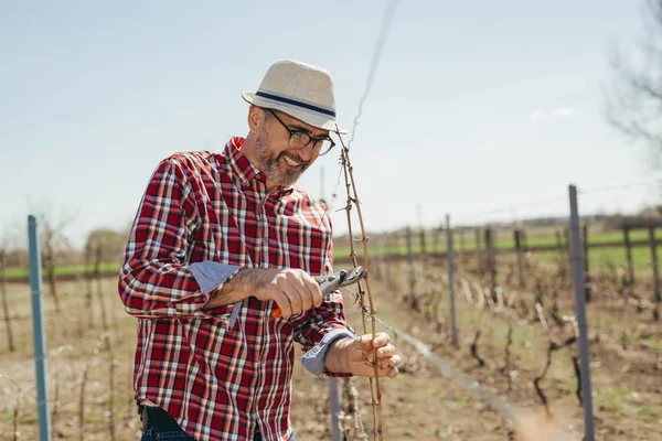 senior worker pruning vineyard outdoor