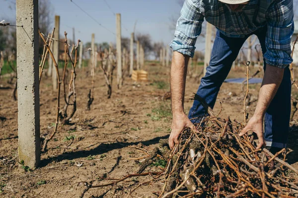 Worker collecting branches in vineyard — Stock Photo, Image