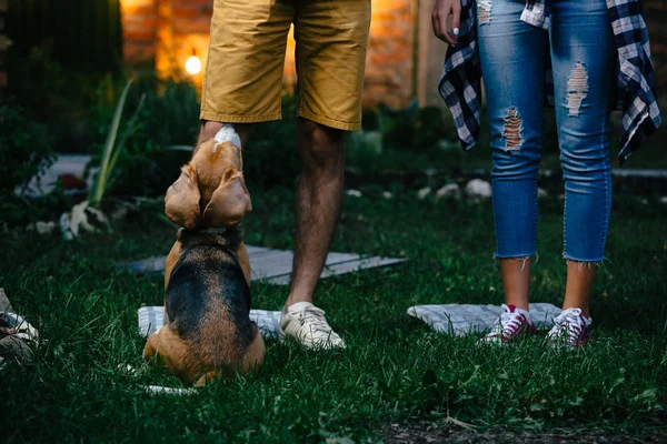 Leka med sin hund utomhus — Stockfoto