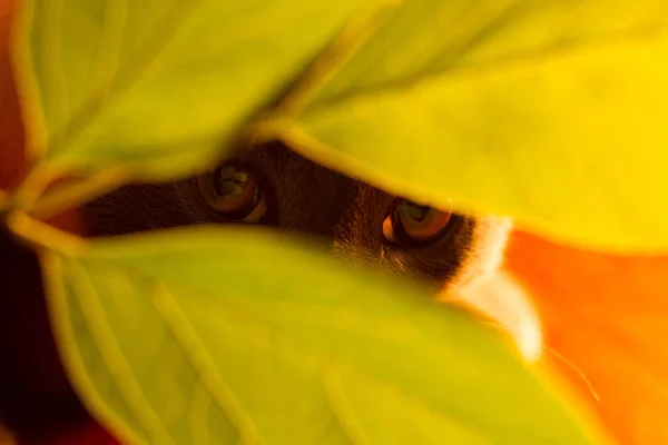 Bir kedi bir adam, bir yaprak, bir ağaç yansıyan bir kedi gözünde sonra görünüyor