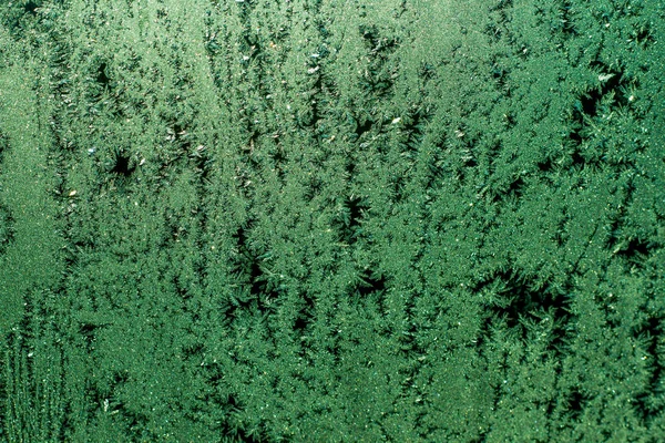 Soğuk kış üstünde belgili tanımlık pencere çok güzel desenler çizer ve yaz için bekleyen muhteşem bir orman gibi su dondu.