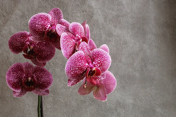 Phalaenopsis orkide flowe. Romantik, gizemli.