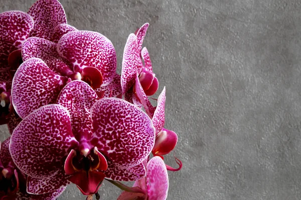 Phalaenopsis Orchid Flowe Romantic Meditation Harmony Spa — Stock Photo, Image