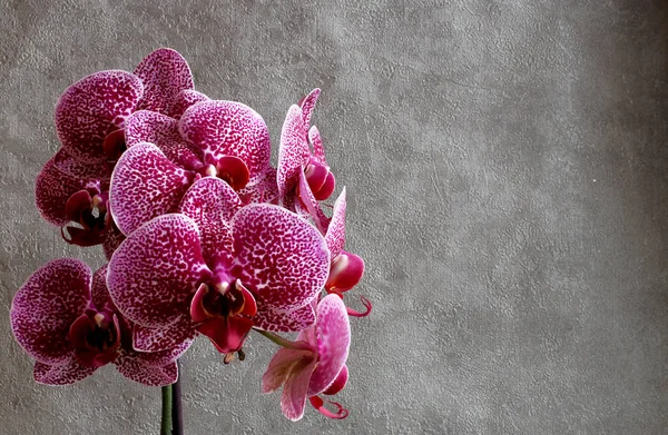 Phalaenopsis Orchideenfluss Romantik Meditation Harmonie Und Wellness — Stockfoto