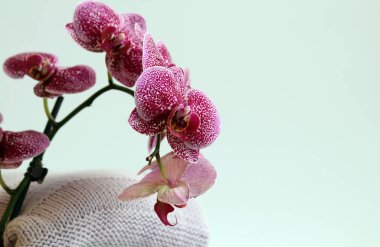 örgü el işi kazak ve orkide çiçekler, hafif bir arka plan üzerinde izole