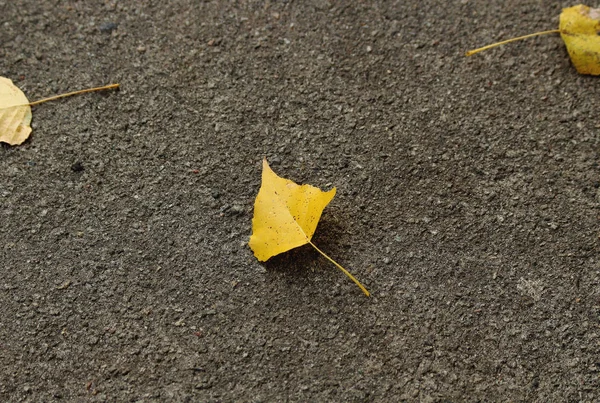 Small Yellow Leaf Lies Gray Asphalt Autumn Background — Stock Photo, Image