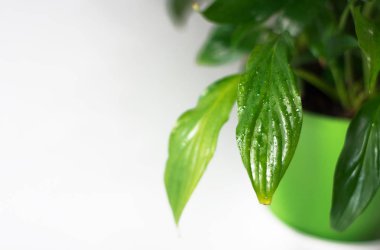 Yakın çekim yan görünüm su ile yeşil yaprak üzerinde sonra yağmur damlaları. Li