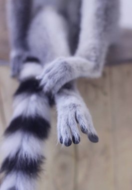  Bir ahşap kenevir oturur gri-siyah lemur