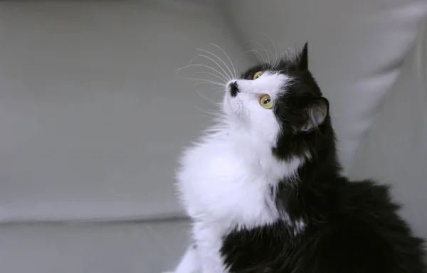 Un beau chat avec de la laine noire et blanche s'assoit sur le canapé dans une clinique vétérinaire et lève les yeux — Photo