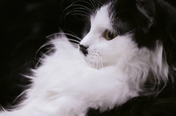 Schwarz-weiße Katze läuft auf seinen Händen und schaut geradeaus — Stockfoto