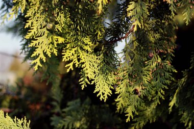 Parlak bir ağacın dalı, düğme ile, Bahar güneşi tarafından aydınlatılmış