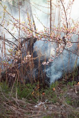 Kuru ot parkta yanar. Yakınlarda bir kiraz ağacı açtı. havp