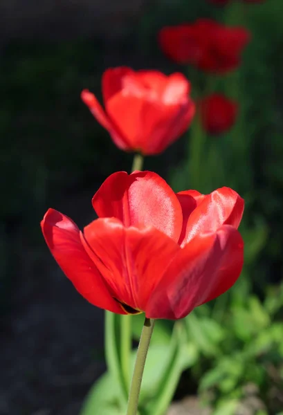 明るい太陽の光の中で美しい、大きな赤いチューリップの花のクローズアップ。ぼかし効果 — ストック写真