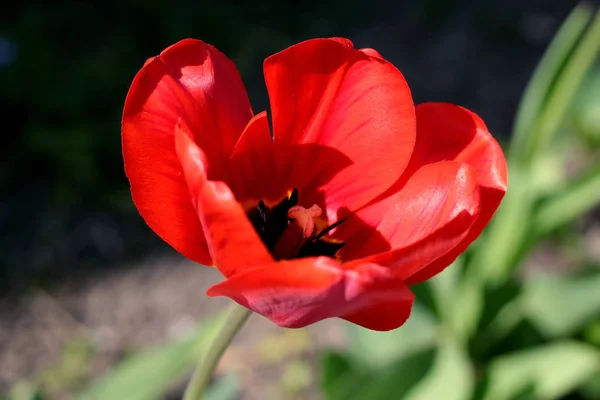 一つの大きな赤い花のチューリップのクローズアップ。ぼかし効果 — ストック写真