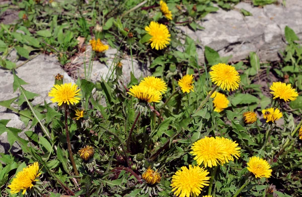 Leuchtende, gelbe Löwenzahnblüten, die in der Nähe des steinernen Gehwegs wachsen — Stockfoto