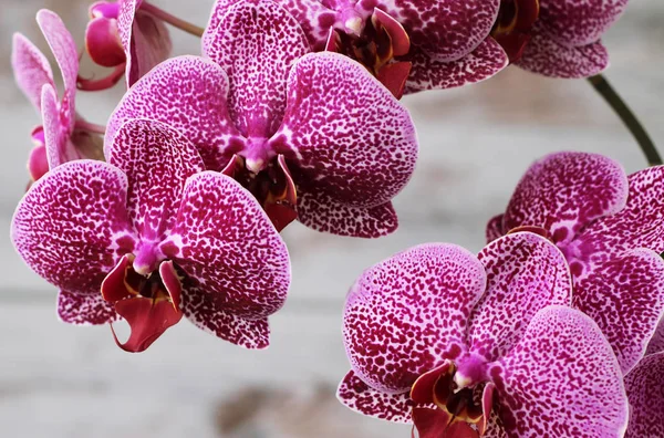 View of two large orchid branches, on a gray background — Stock Photo, Image