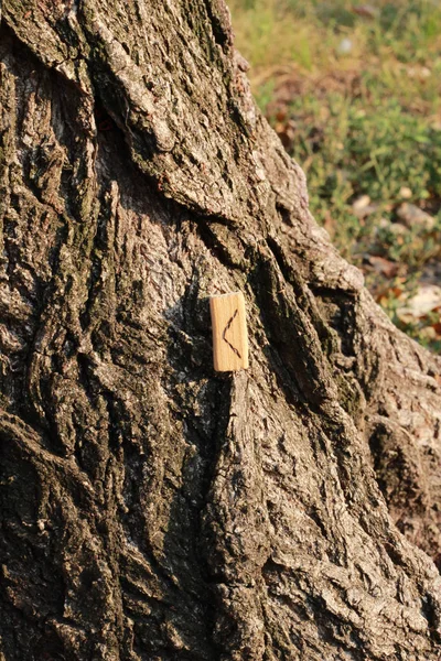 大きな木の中央に立つカオルルーンの眺め — ストック写真