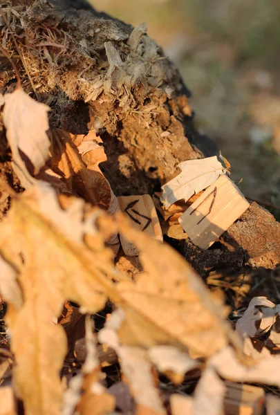 Vue de derrière une feuille jaune sur les runes qui reposent sur une souche de bois. Nature et végétation . — Photo