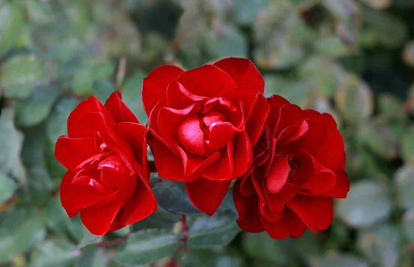 Focus on Three red rose buds on a background of green foliage, blur effect. — ストック写真