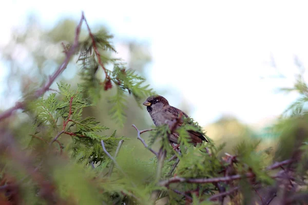 Der Blick des kleinen Sperlings flog herein und saß auf den Kiefernzweigen. Blauer Effekt — Stockfoto