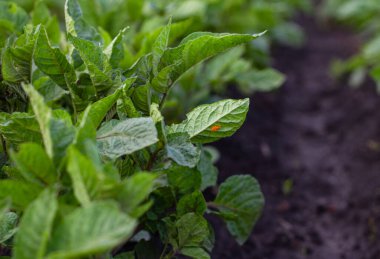 Patates tarlasında patates çalısı üzerindeki bir Colorado patates böceğinin sarı yumurtalarının görüntüsü. tarım ve hasat