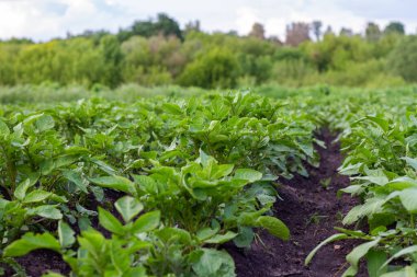 Yeşil ağaçların arka planında patates tarlaları. tarım ve hasat