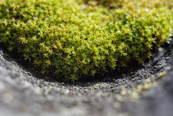 Musgo Verde Close Com Fundo Borrado Crescendo Telhado Tremor — Fotografia de Stock