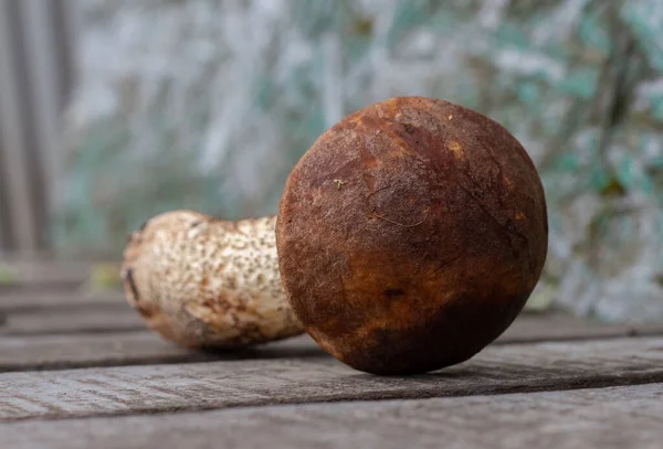 Close Top Honor Cap Large Rough Boletus — Stock Photo, Image