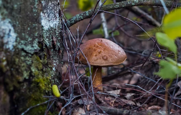 Large Mushroom Birch Bark Spring Birch Forest Grows Dry Leaves — Stock Photo, Image